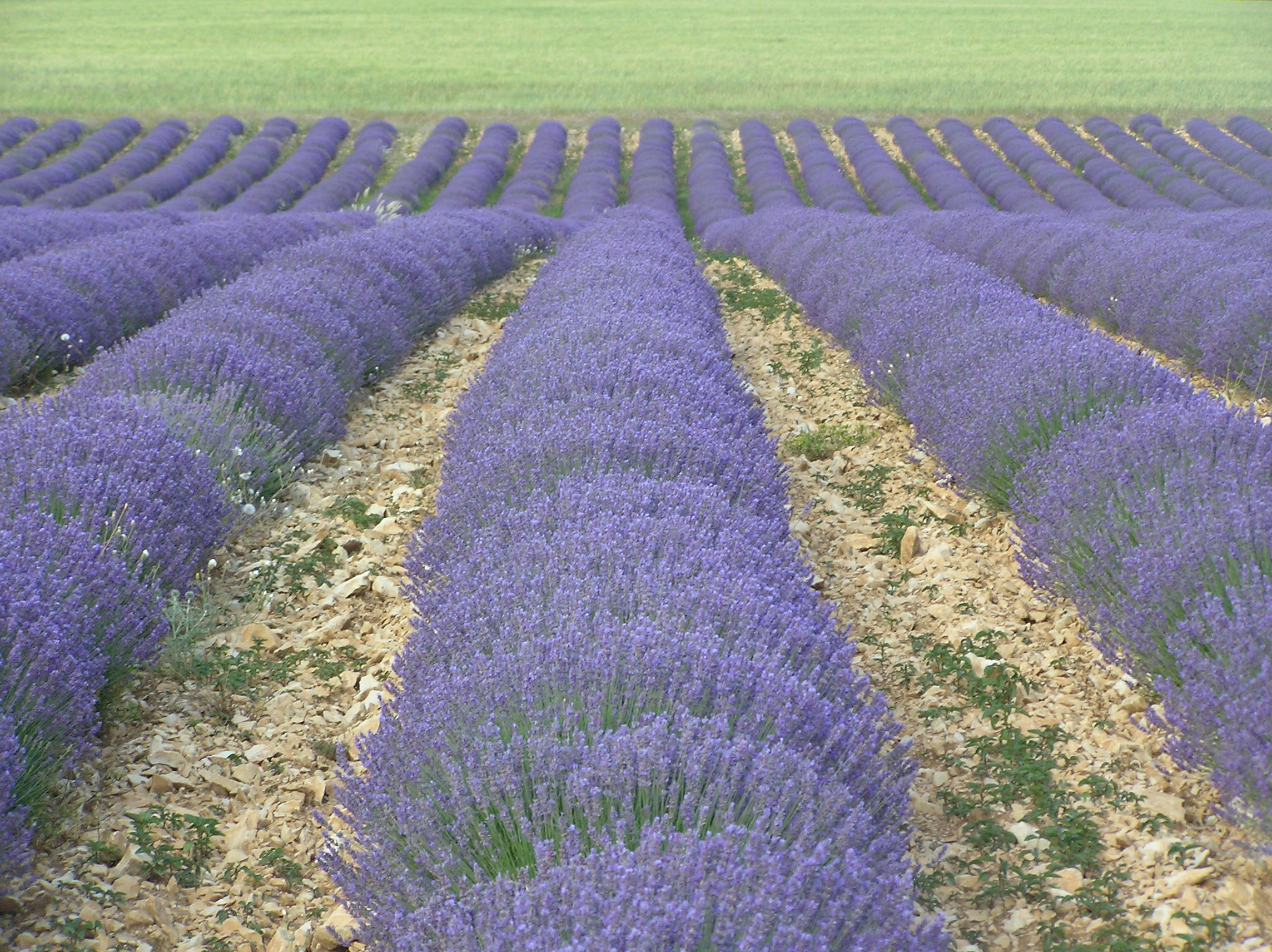 Lavandula angustifolia matherone